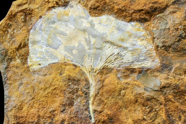 Fossil Ginkgo Leaf From North Dakota - Paleocene #163220